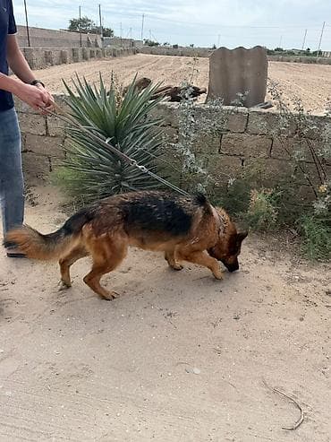 it kangal: Alman çoban iti — 6