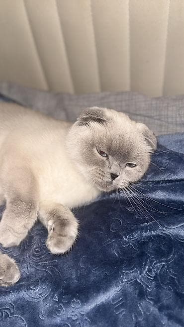 tap az pisik: Şotland yastı qulaq, Dişi — 5