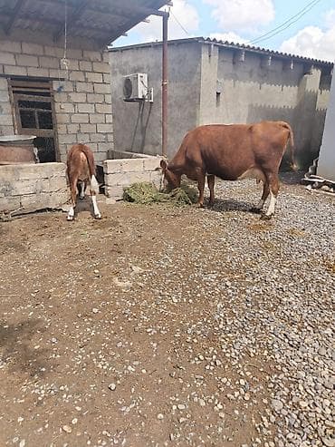 yerli cins inekler: Cins heyvandı hazırda 17.18 litir süd verir yaxşı yemlə 24 litirə — 7