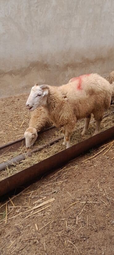 рынок животных в баку: Erkək, il: 7, 55 kq, Ətlik, Ünvandan götürmə — 14