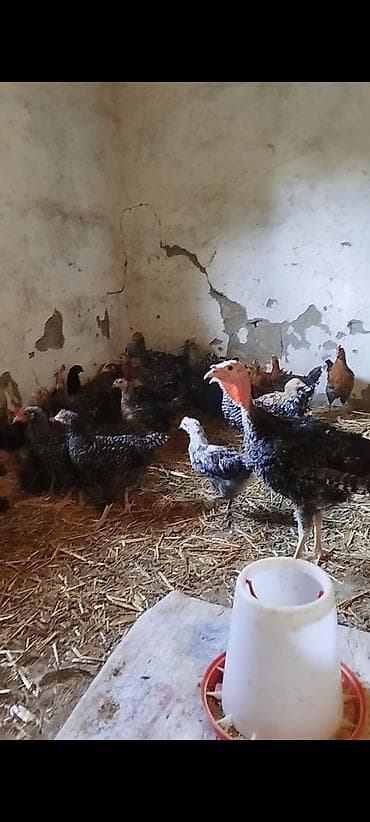 toyuq cuce: 2 aylığın keçmiş təmiz kənd çolpaları satılır, tam sağlam, aktiv — 3