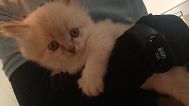 koska: Britan yastı qulaq — 5