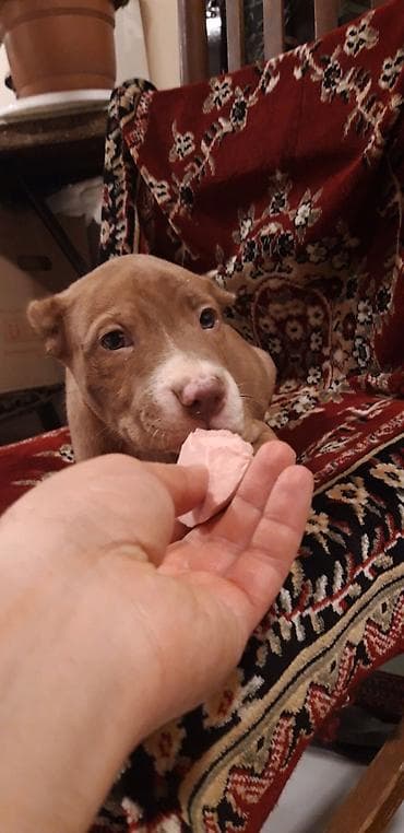 pitbul itler: Pitbul — 2