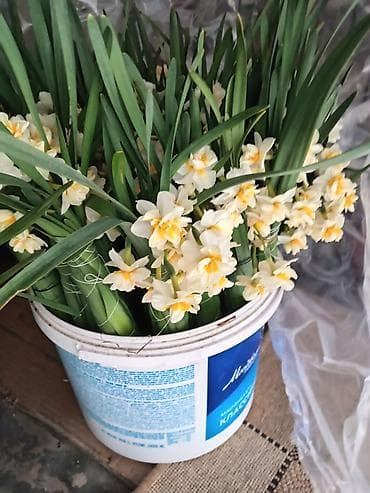 Dəstəsi 1manata çox alana endirim də olacaq