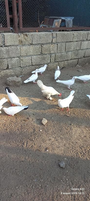 qus: Unvan Lənkəran.Bakıya 20yanvara və bəzi rayonlara çatdırılma — 1