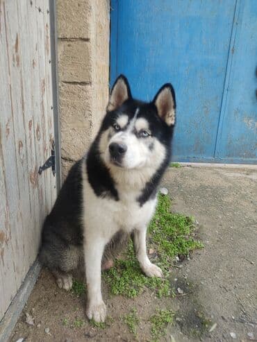 Taclar: Xaski, 1 ay, Erkek — 9