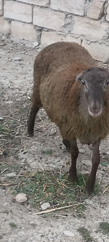 qoyun satış: Əmilik quzular qomral dişidi boz erkek super kökdülər isdəyən əlaqə — 7