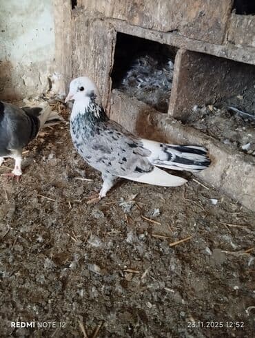 Qiymət 1-ne aiddir.Əbrəş ağ baş 18 tük,qara çil kevəndir 12-13 lalafo.az -da Qiymət 1-ne aiddir.Əbrəş ağ baş 18 tük,qara çil kevəndir 12-13