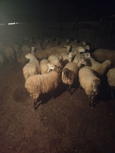 erkey quzu: 58qoyun 18 dogub 8 10 kilolug quzları var altında super 22dene togldu — 8