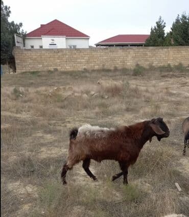 afçarka balası satışı: Super helep təkəsi cox aktiv tekedi kokdu pardama — 3