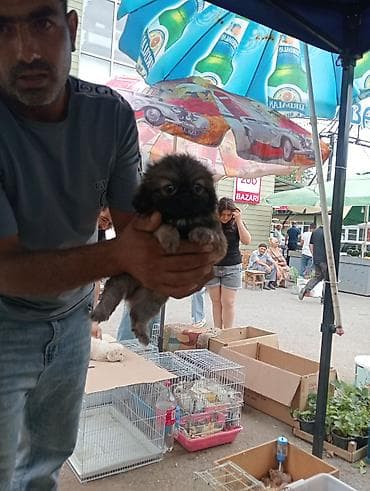 pudel satilir 2020: Pekines, Sənədli — 10