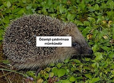 Salam aleykum Zəhmət olmasa Diqqətlli oxuyun sonra əlaqə saxlayın
