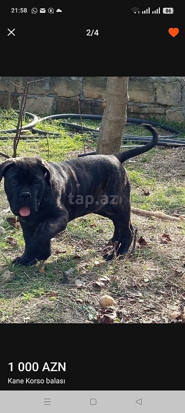 ov itləri: Kane-Korso, 1 ay, Erkek, Sənədli, Ünvandan götürmə, Pulsuz çatdırılma, Rayonlara çatdırılma — 3