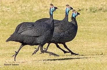 Məhsul: Qvineya quşu (Helmeted Guinea Fowl) Təsvir: - Növ: Numida