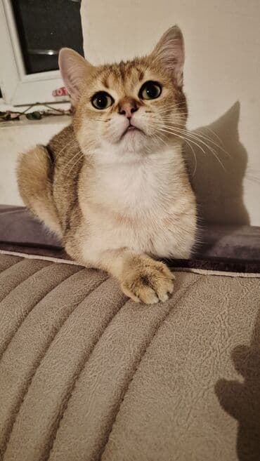 pişik etibarlı əllərə verilir: Qızıl şinşilla, Erkək, Cütləşmə üçün — 7