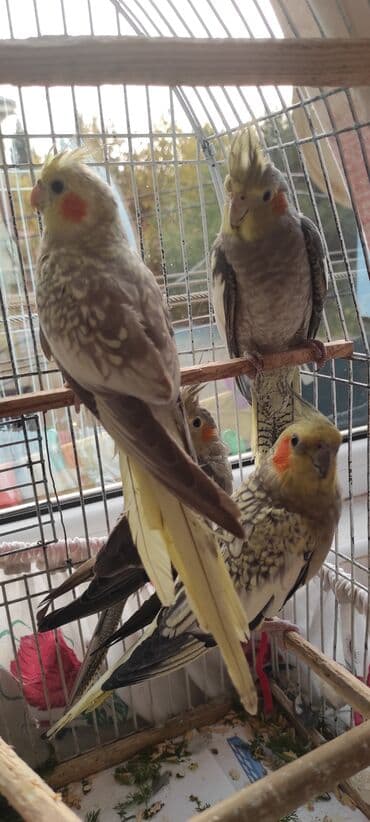 dərzi quşu: Nimfa (cockatiel) tutuquşuları – müxtəlif rəng mutasiyaları ilə - — 1