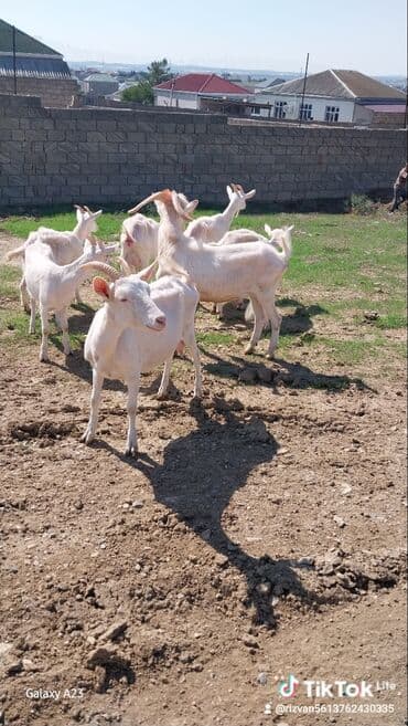 keci satan: Ağ rəngli keçi sürüsü satılır. - Növ: süd və ət istiqamətli yerli/ağ — 2