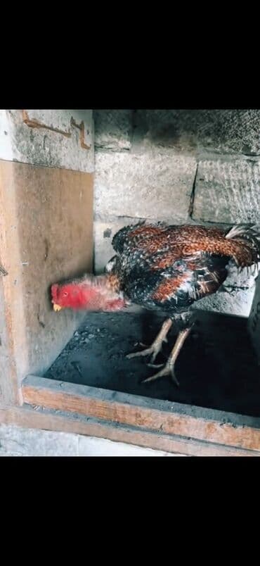 yaponka xoruzlar: Məhsul: Uzunboyun, möhkəm ayaqlı, sərt bədən quruluşlu döyüş tipli — 4