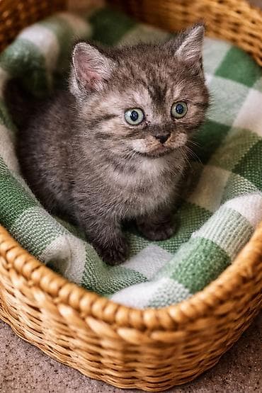 Pişiklər: Pişiklər üçün mavi detallarla təchiz olunmuş çoxfunksiyalı oyun — 5