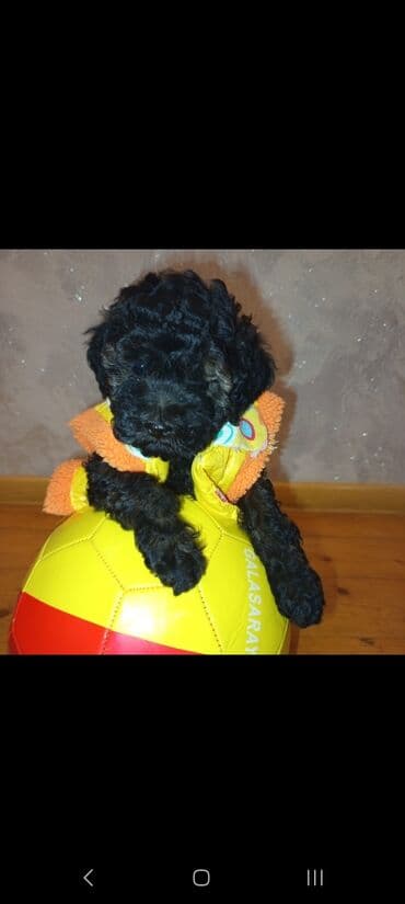 itlər balaca: Pudel, 2 ay, Dişi, Ünvandan götürmə — 3