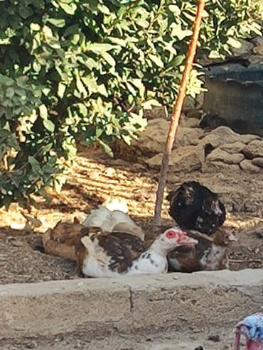 ruan ördək: Lal ordekler erkekler 40 disiler 25 manat qiymet sondu unvan turkan — 2