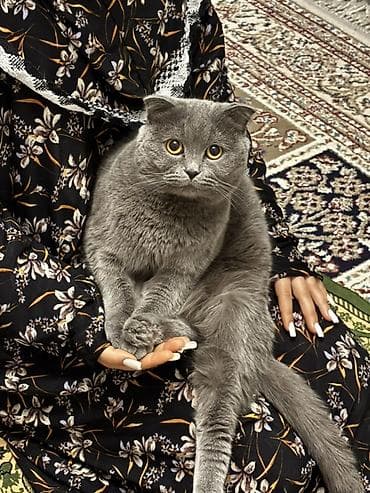 pisik cutlesme: Şotland, Erkək, Cütləşmə üçün — 3