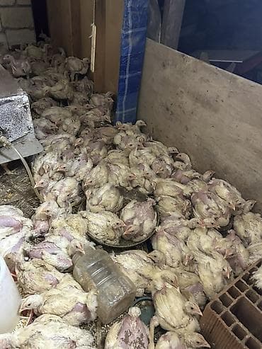 Toyuq cücələri, Ətlik lalafo.az -da Toyuq cücələri, Ətlik