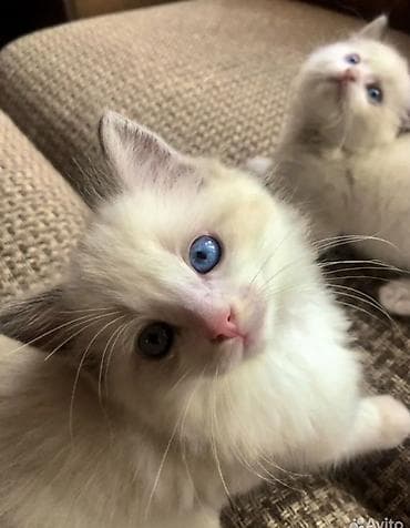 avcarka bala: Ragdoll cinsli balaca pişiklər - Cins: Ragdoll (sakit, mehriban və — 2