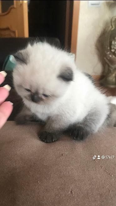 Şotland, Erkək, Yaxşı əllərə, Pulsuz çatdırılma