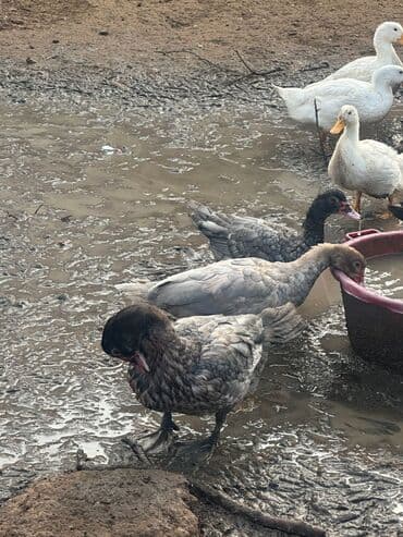 çəpiş əti: Məhsul: Ördəklər (ferma təsərrüfatı üçün) Təsvir: - Ağ Pekin ördəklər — 3