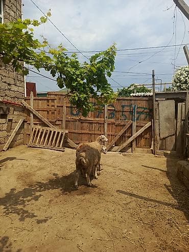 qoyunlar goycay: Erkey quzular — 1