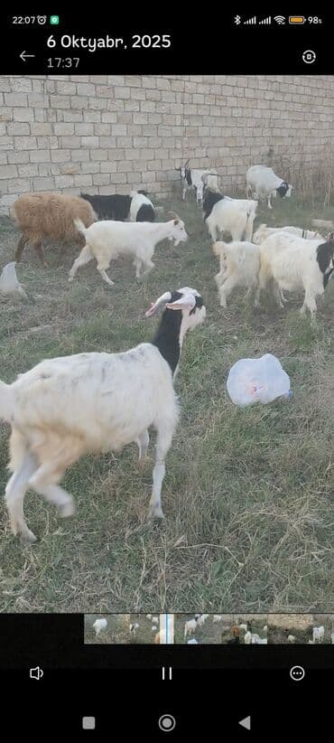 çəpiş əti: Keçi sürüsü - Növ: Qarışıq cinsli keçilər və bir neçə qoyun - Say — 1