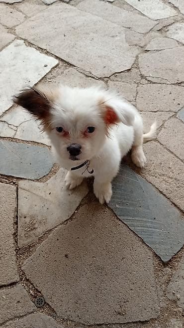 samoyed satılır: Pekines, 4 ay, Erkek, Peyvəndli, Ödənişli çatdırılma — 1