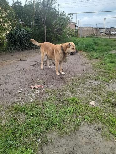 it yuvası satilir: Salam tecili satllır 3 yaş 7 ayllxdı heyvana söz yoxdur isdiyen — 8