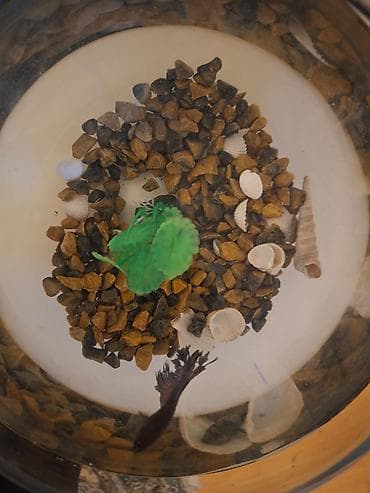 akvarium dirnaq: Şüşə akvarium dəsti – Beta balıq (mavi rəng) - Dairəvi (kürə formalı) — 4