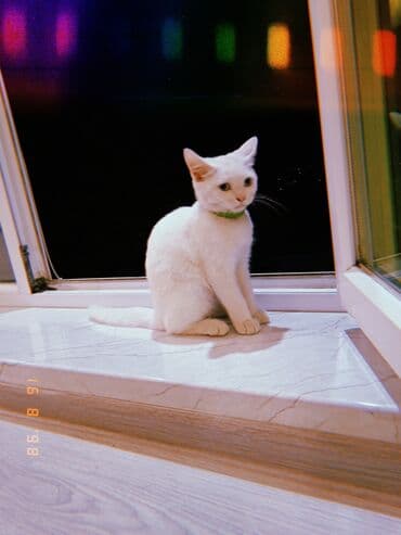 pişik ucuz: Dişi, Yaxşı əllərə, Ödənişli çatdırılma — 2