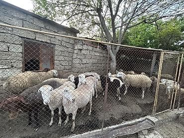 mal bazarı: Qoyun sürüsü – qarışıq rəng və tiplər - Təyinat: ətlik və damazlıq — 2