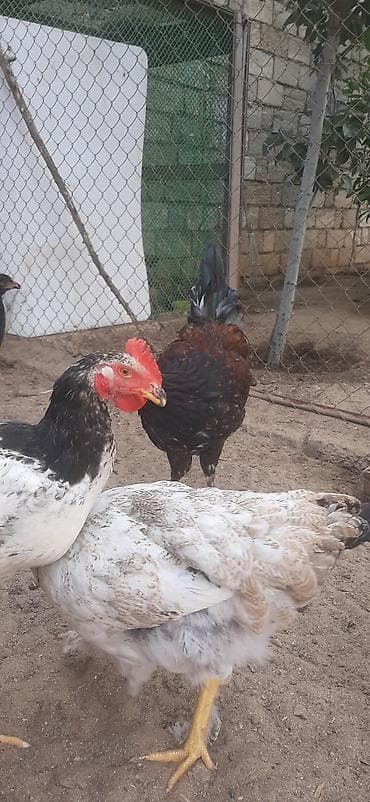 Toyuq cücələri, Damazlıq — 5