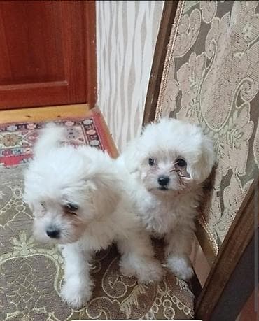 barter itle: Malta bolonka — 2