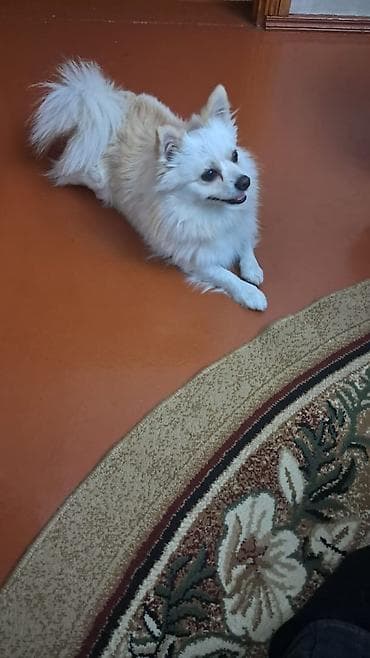 Птицы: Шпиц — 1