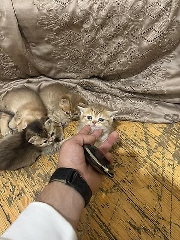 pişik sahiblendirilir: Şinşilla — 3