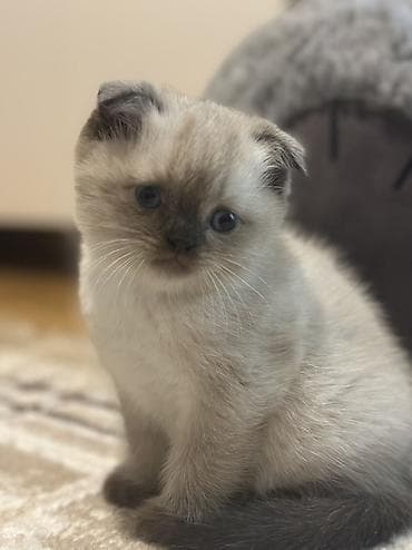 britan pisiyi: Şotland, Erkək, Dişi — 2