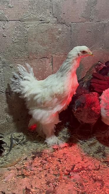 Digər heyvanlar: 3ədəd dekabrın 21i çıxmış Kalumbian brahma beçələri satılır.İri və — 1