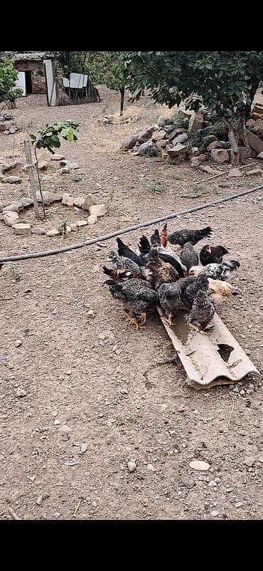 cücə satışı: Сhicks, Для мяса — 3