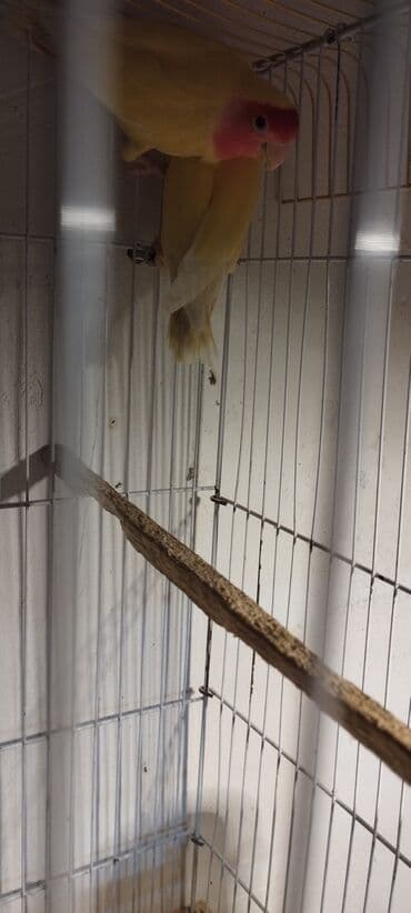 кольчатый попугай цена: Sevda tutuquşları cütü (Lovebird).Ünvan Razin.Qəfəssiz — 2