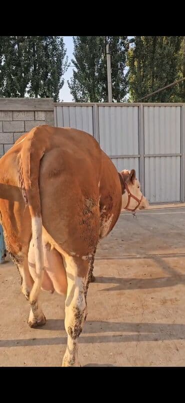 südlük inəklər: Süd yönümlü inək - Cins tipi: qırmızı-ağ rəngli, iri cüssəli süd — 3