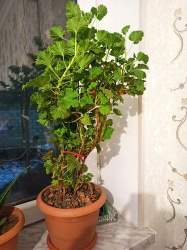 diri baliq satisi: Masazır ev gülləri — 8