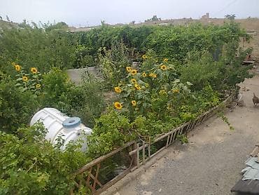 celilabad ev: Bağ sahəsi – meyvə ağacları və üzümlüklə - Yaşıl, münbit torpaqlı — 3