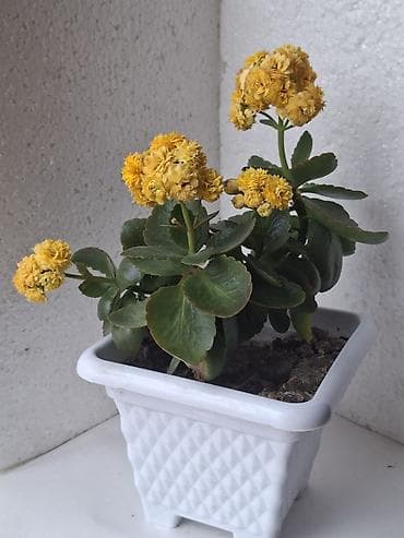 mal dili bitkisi: Kalanxoe (Kalanchoe blossfeldiana) – çoxillik, dekorativ otaq — 1
