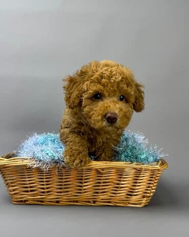 хочу купить маленькую собачку: Пудель — 5